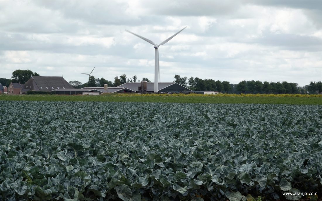 op de voorgrond een akker met kool, daarachter een boerderij en een windturbine