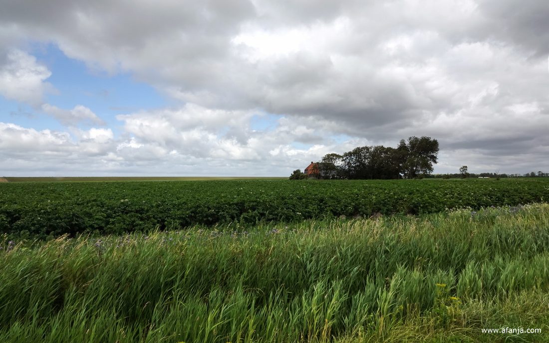 aardappelland achter de Waddendijk