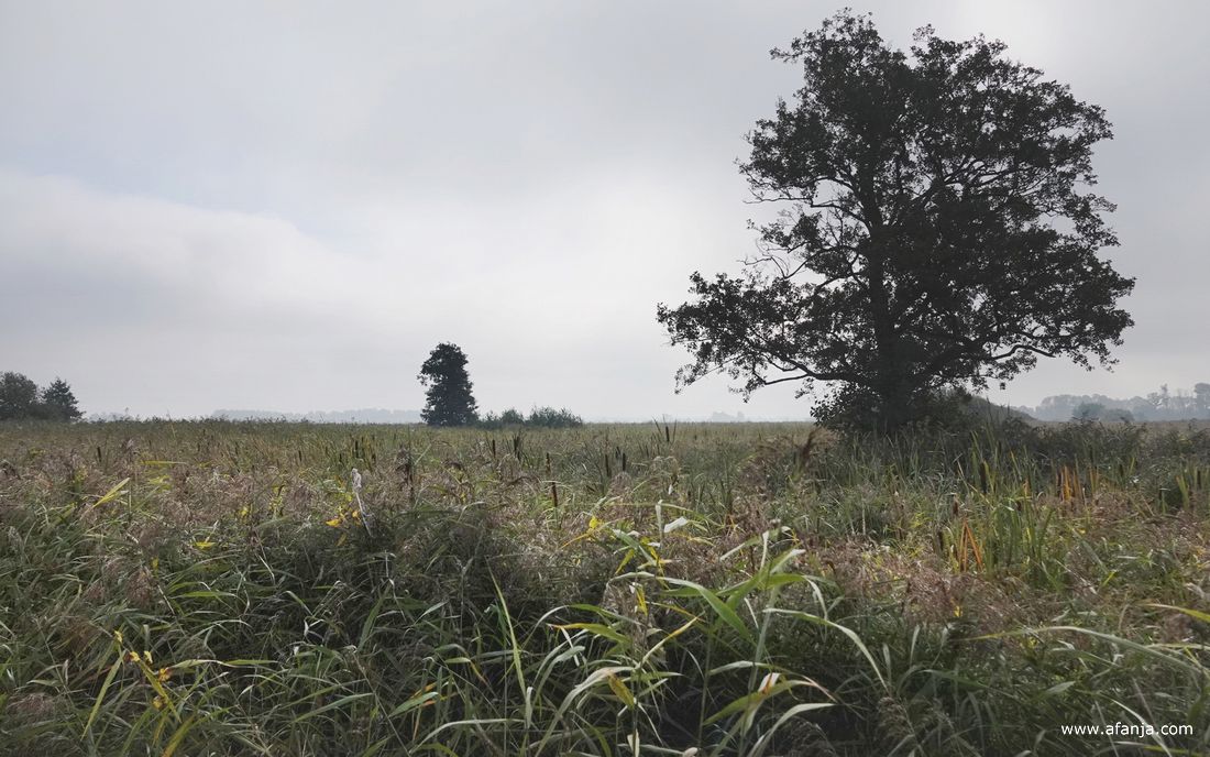 het was nog licht mistig boven het rietland
