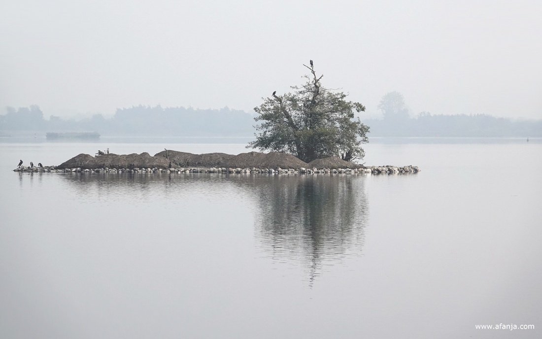 er zitten enige aalscholvers op het eilandje 'de Kninepôle'