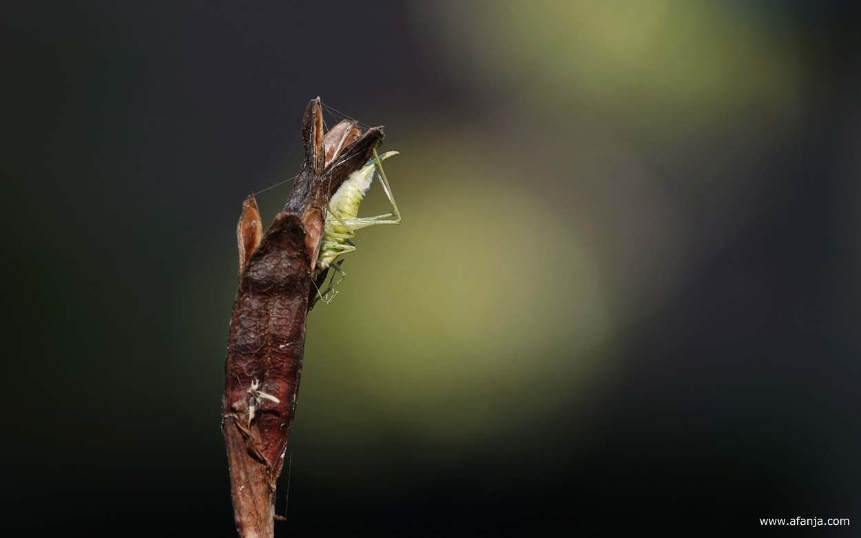 er hangt een dode sprinkhaan aan een zaaddoosje van de blauwe iris