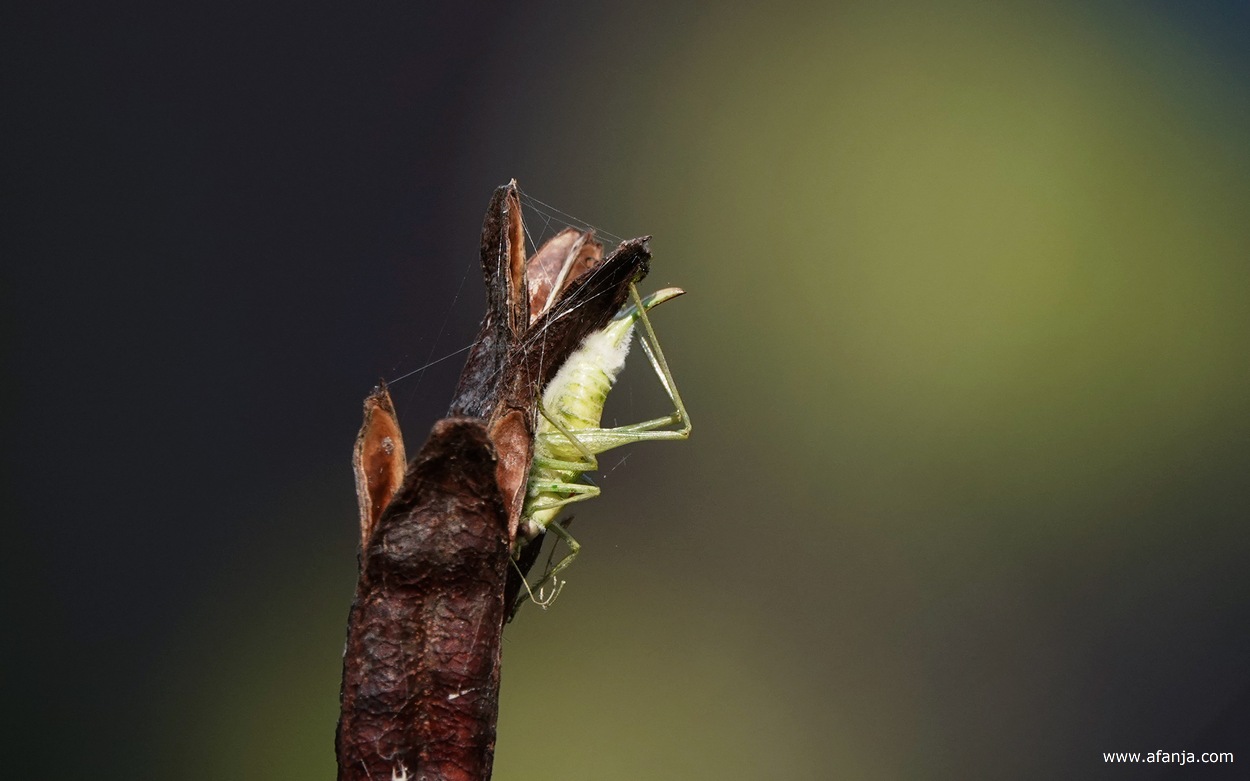 er hangt een dode sprinkhaan aan een zaaddoosje van de blauwe iris