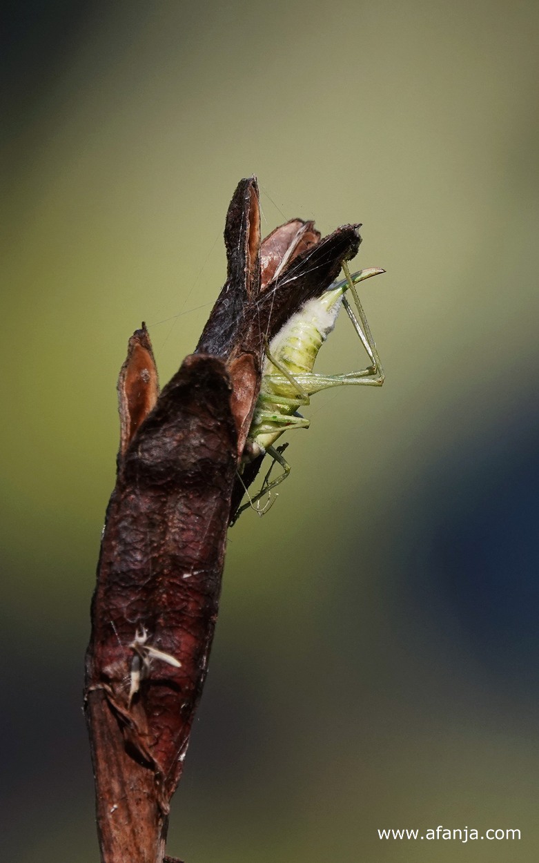 er hangt een dode sprinkhaan aan een zaaddoosje van de blauwe iris