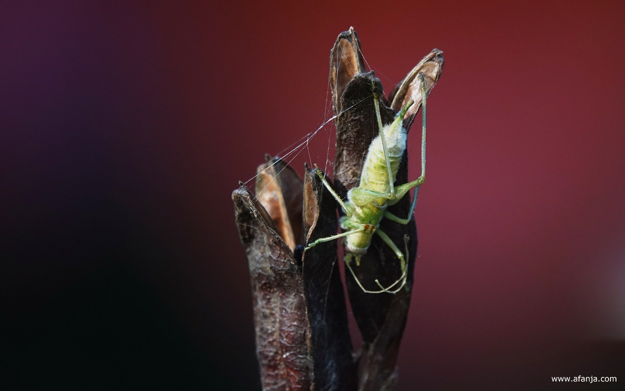 er hangt een dode sprinkhaan aan een zaaddoosje van de blauwe iris