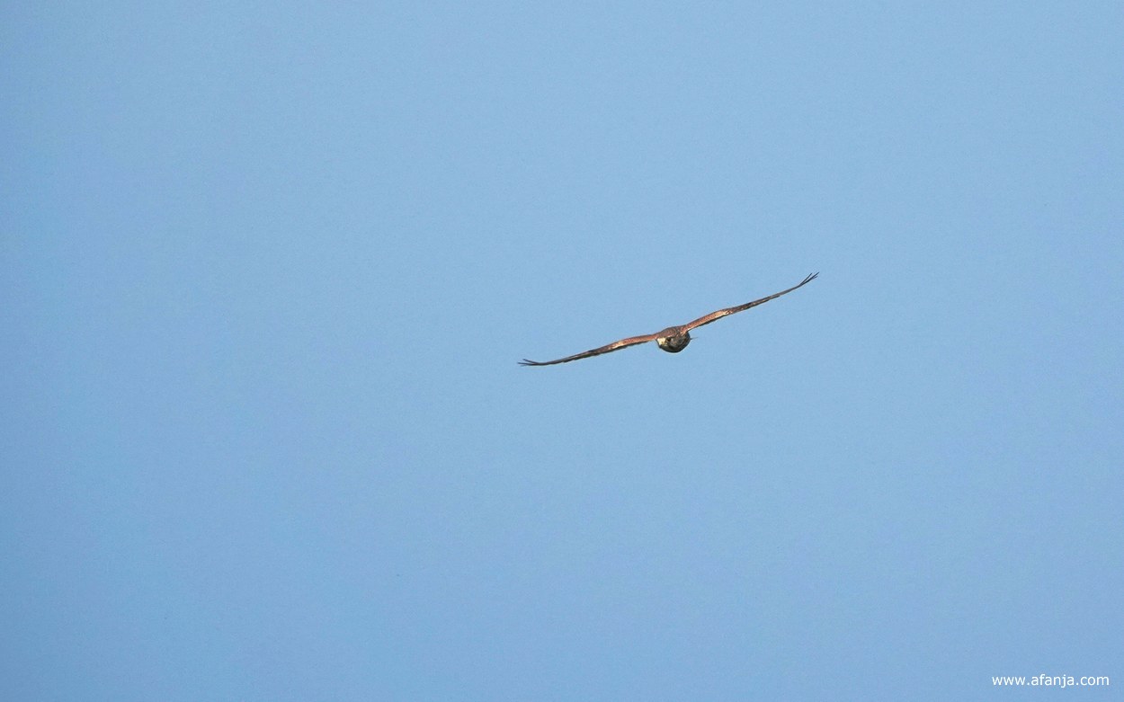 een biddende torenvalk