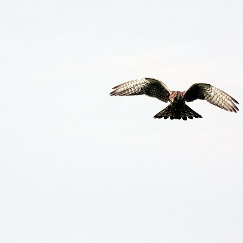 een biddende torenvalk