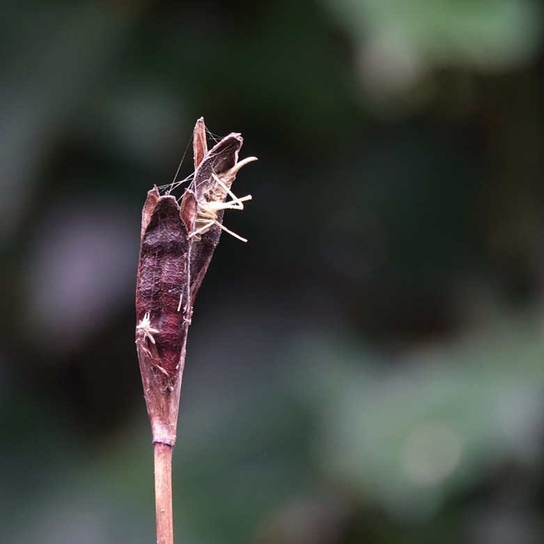 de sprinkhaan is na ruim een week aan het vergaan