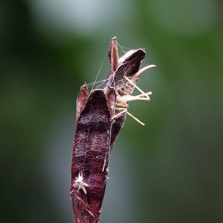 de sprinkhaan is na ruim een week aan het vergaan