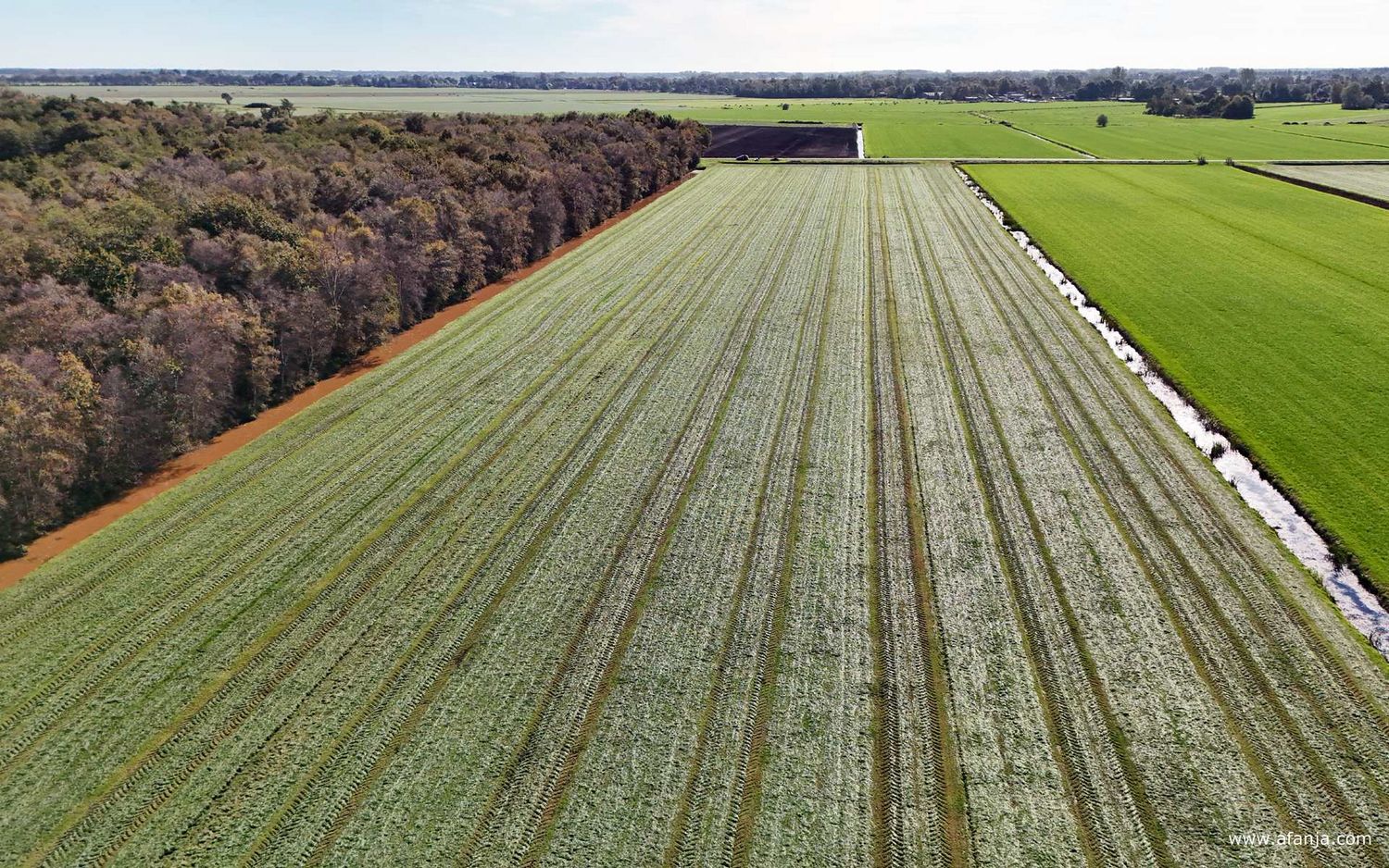 ten westen van de Boornbergumerpetten