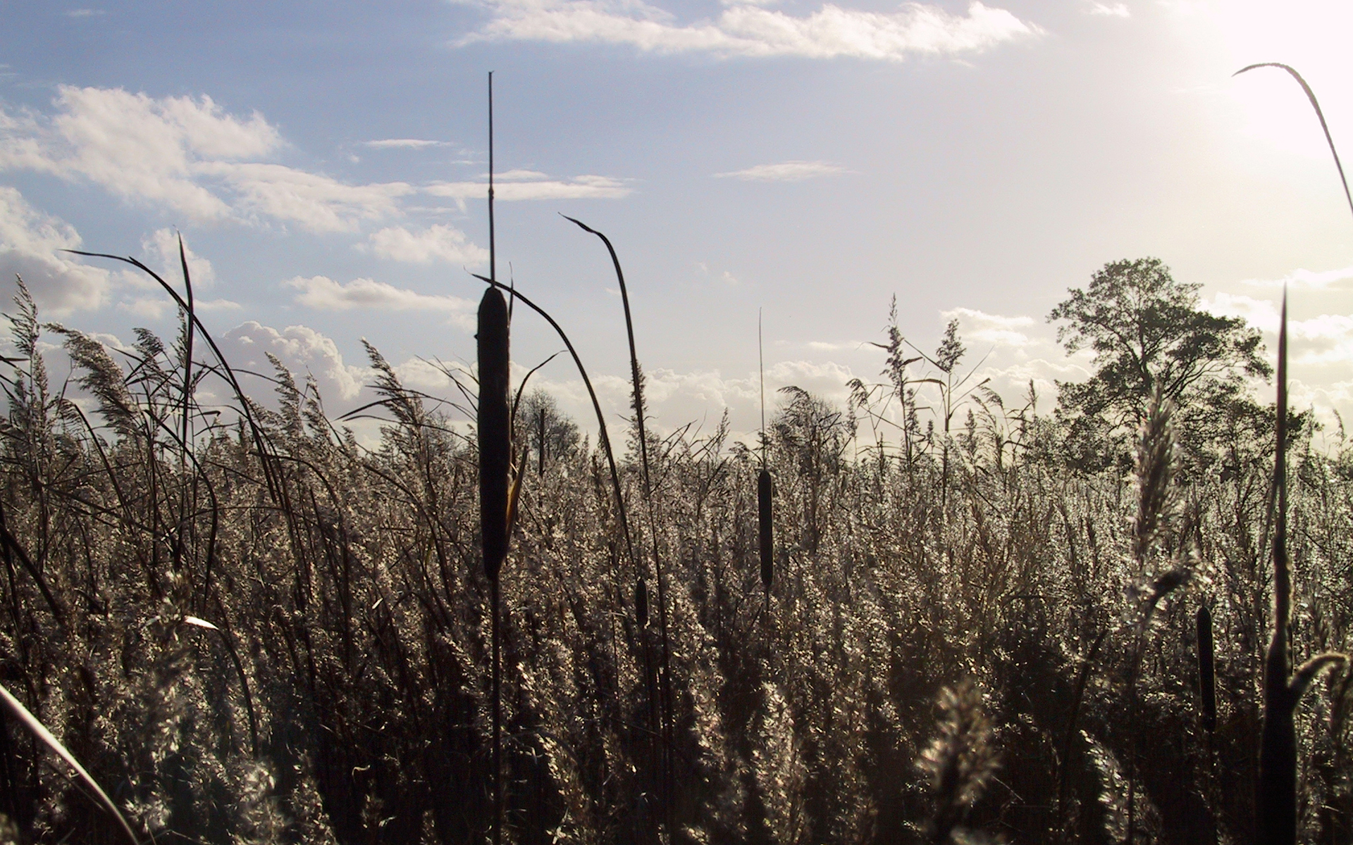 rietland rond de Leijen met in de verte een paar bomen
