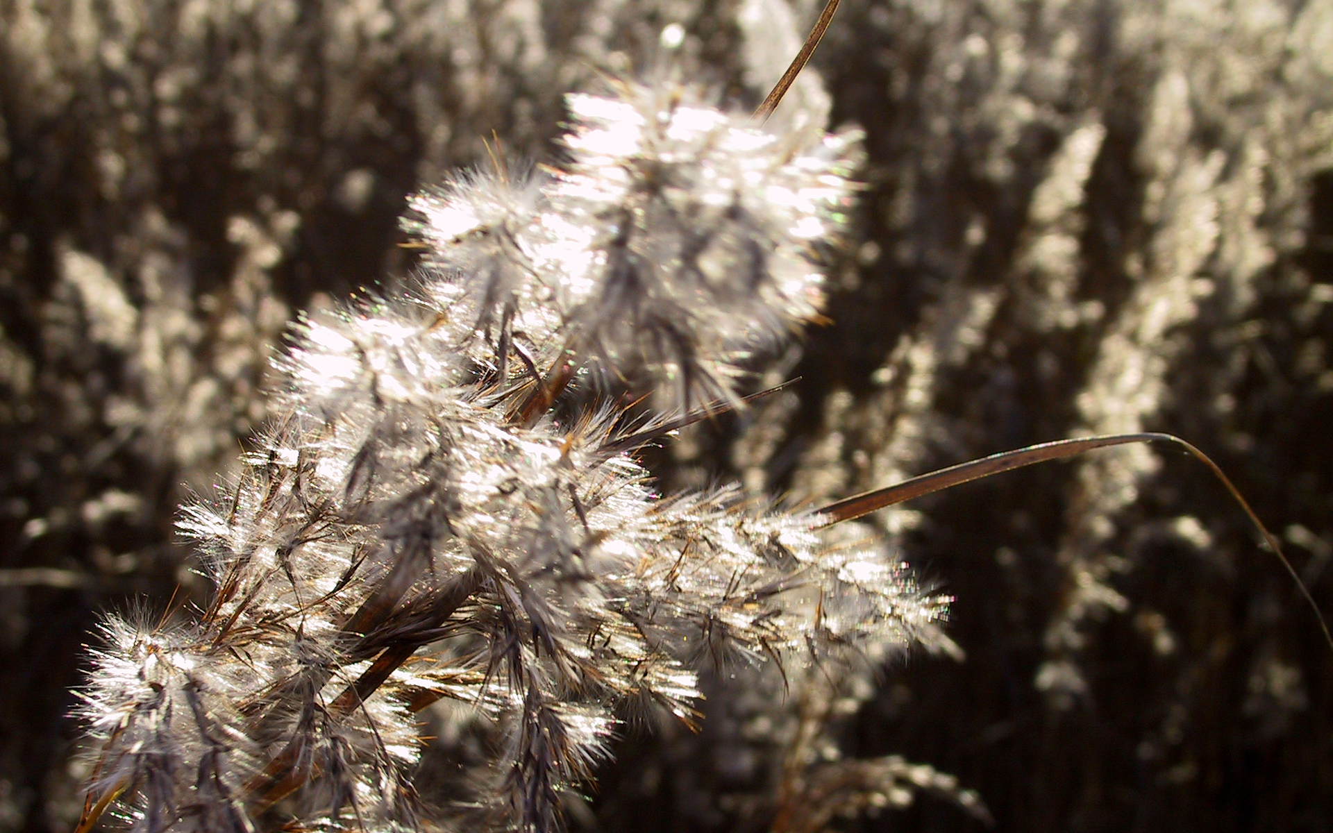 de pluizige pluim van een rietstengel