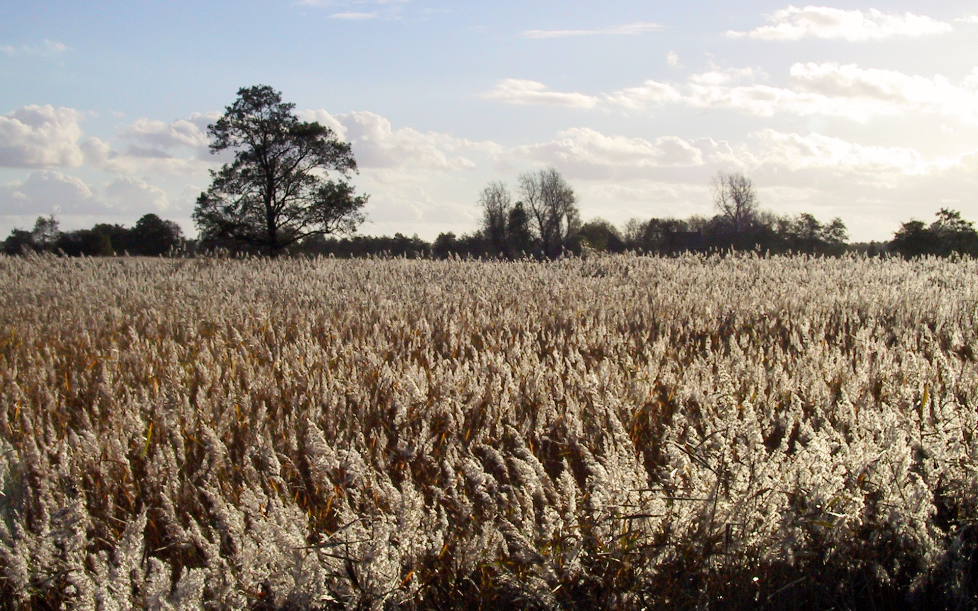 rietland rond de Leijen met in de verte wat struikgewas en een paar bomen