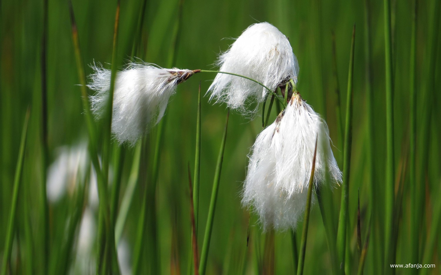 bloeiend veenpluis in de Kapellepôle