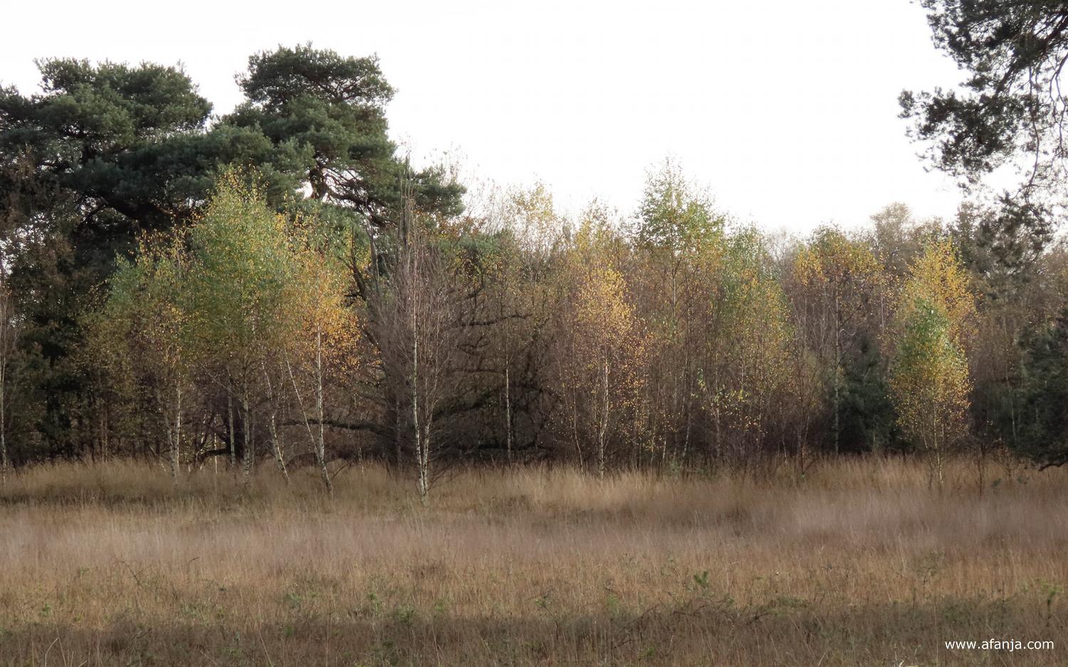 herfsttinten in het Weinterper Skar