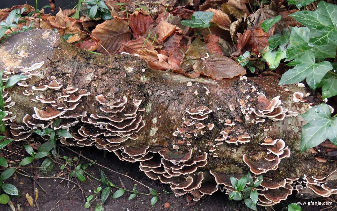 een heleboel elfenbankjes op een stuk boomstam in de tuin (januari 2023)