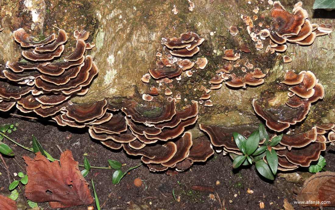 een heleboel elfenbankjes op een stuk boomstam in de tuin (januari 2023)