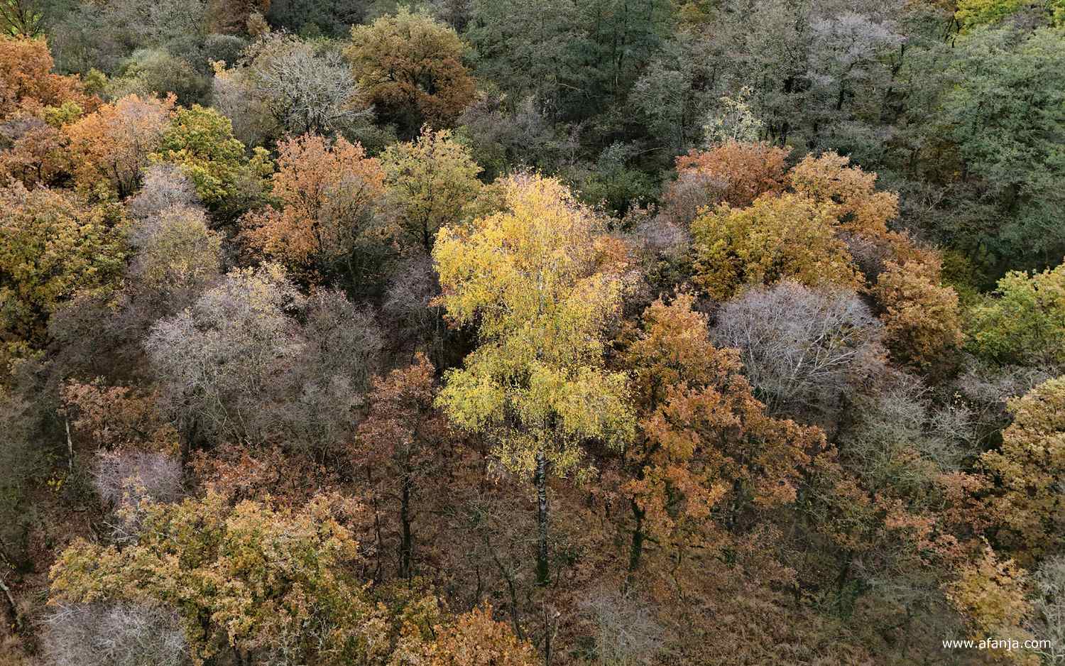 bomen op de Kapellepôle