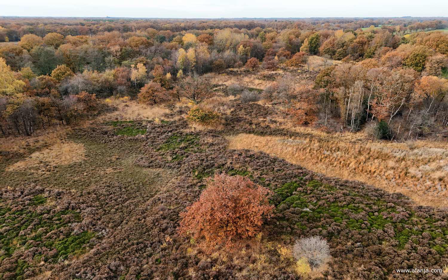 de schier oneindige wildernis van de Kapellepôle