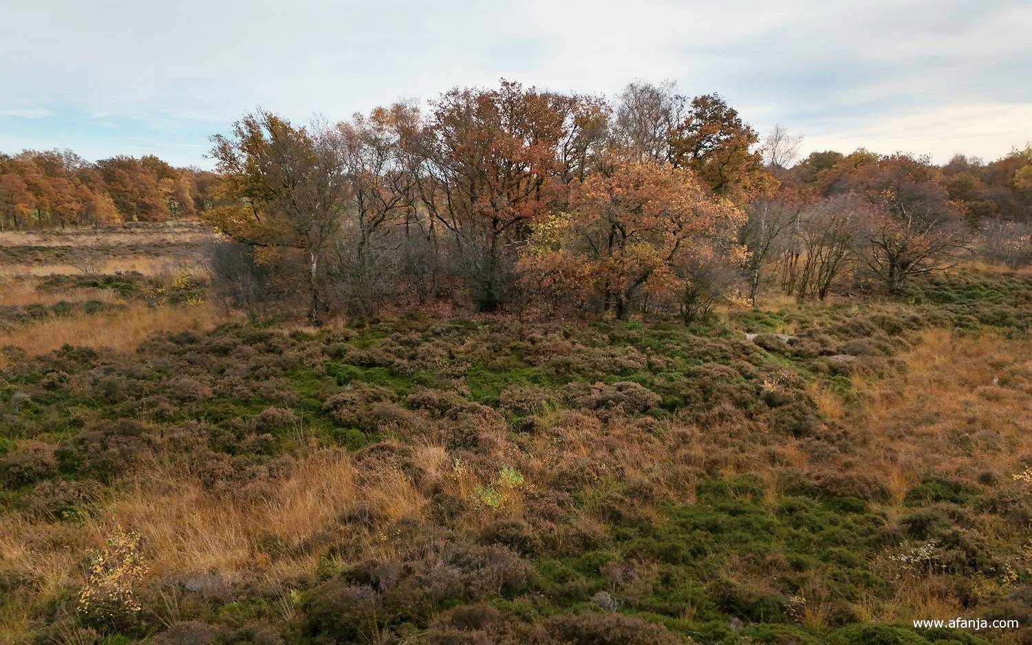 bomen en heide op de Kapellepôle