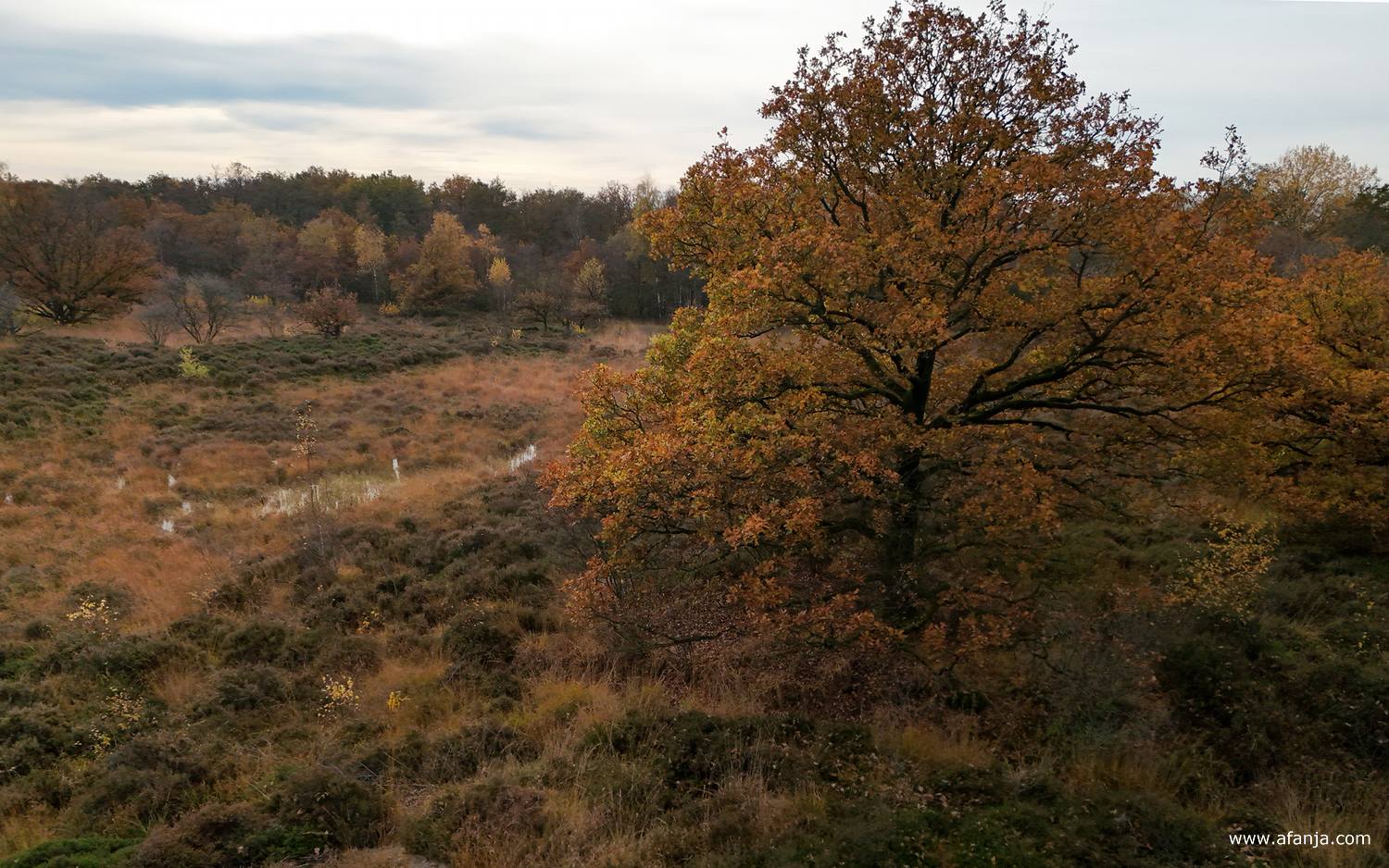herfsttinten in de Kapellepôle
