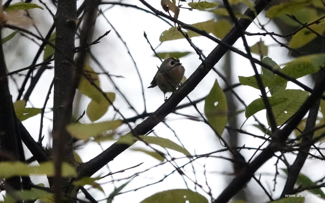 een goudhaantje in het Weinterper Skar
