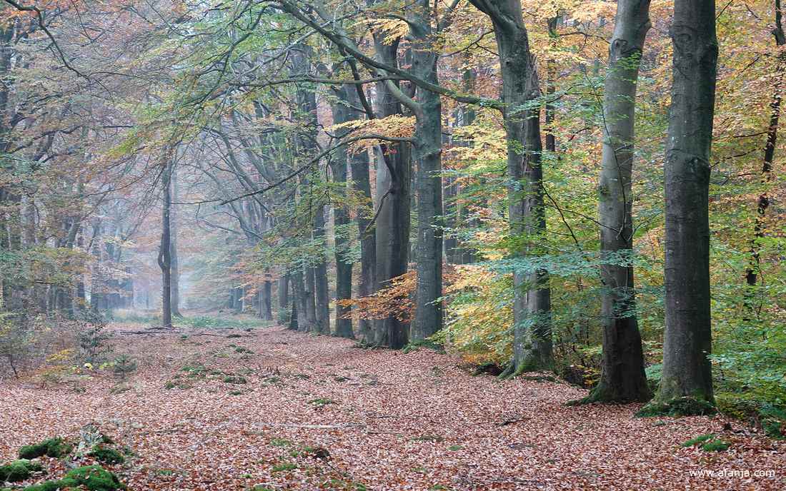 het was grijs in het bos bij Heidehuizen