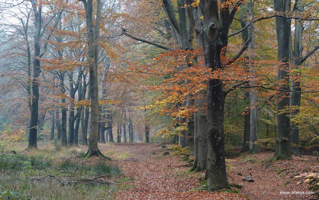 in het bos bij Heidehuizen