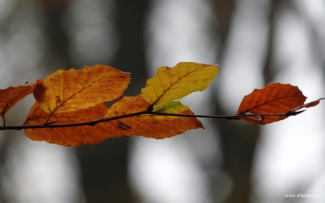 herfstbladeren in het bos