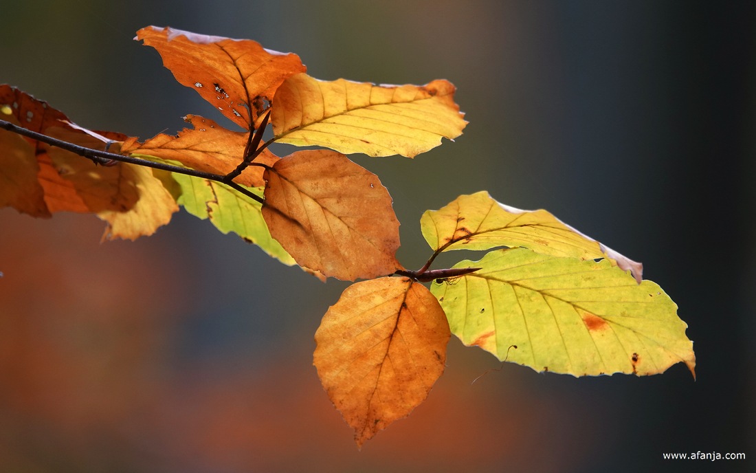herfstbladeren in het bos