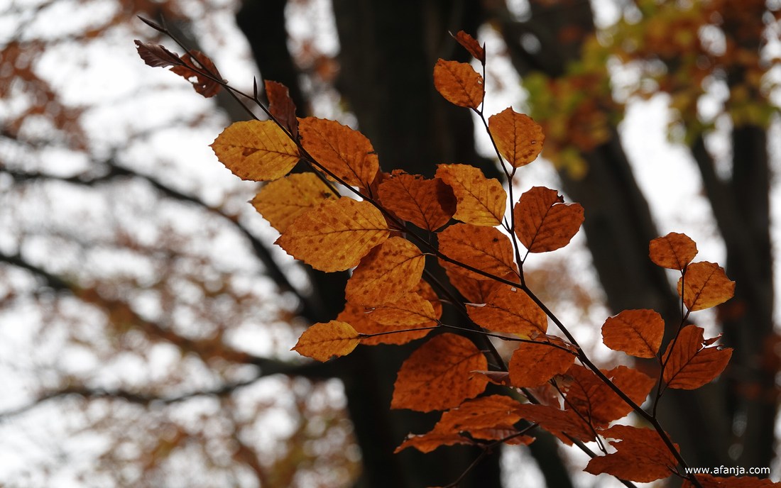 herfstbladeren in het bos