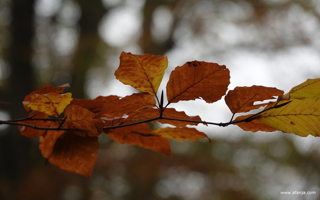 herfstbladeren in het bos