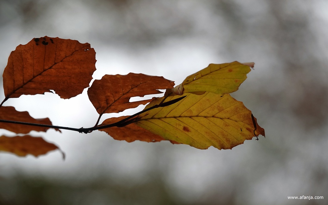 herfstbladeren in het bos