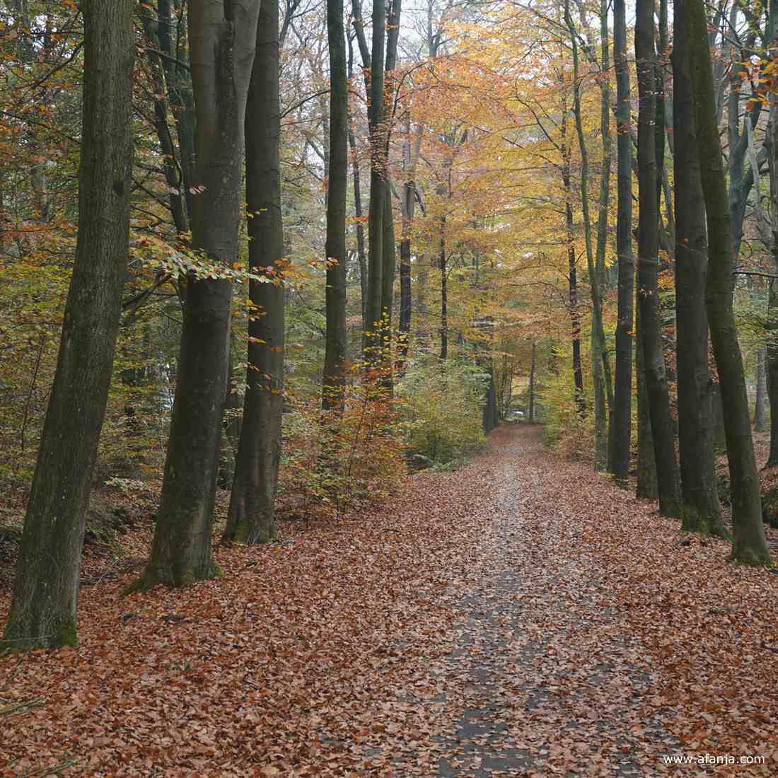 in het bos bij Heidehuizen