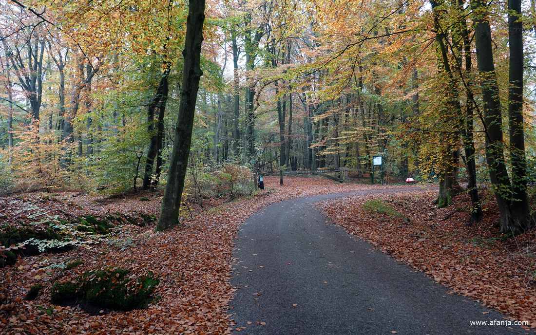 in het bos bij Heidehuizen
