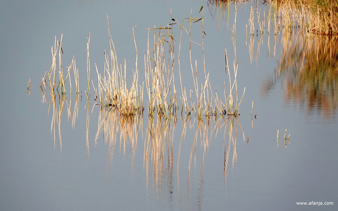 rietstengels in het Klidzerak