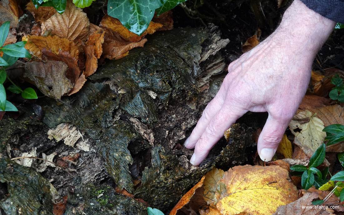 met een paar vingers is het vermolmde hout uit elkaar te trekken