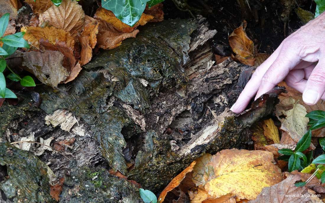 met een paar vingers is het vermolmde hout uit elkaar te trekken