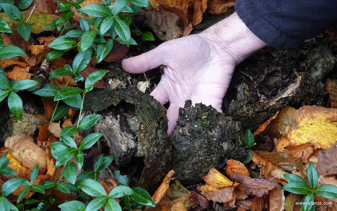 met een paar vingers is het vermolmde hout uit elkaar te trekken