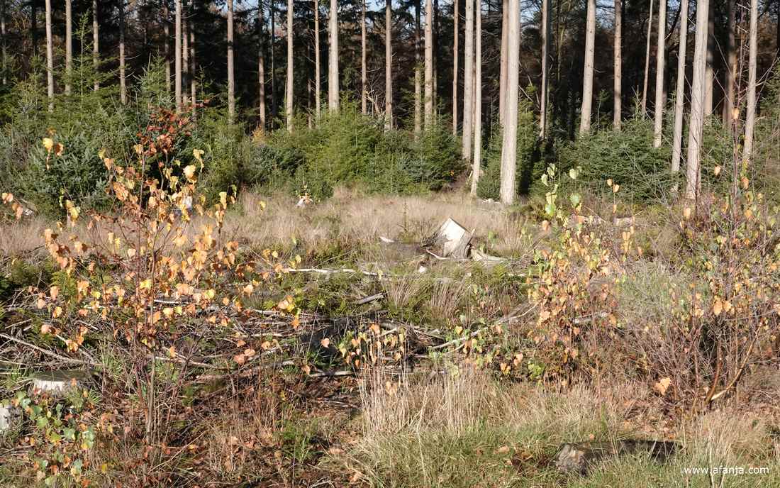 de bodem voor het bos ligt het bezaaid met takken en grote boomstronken
