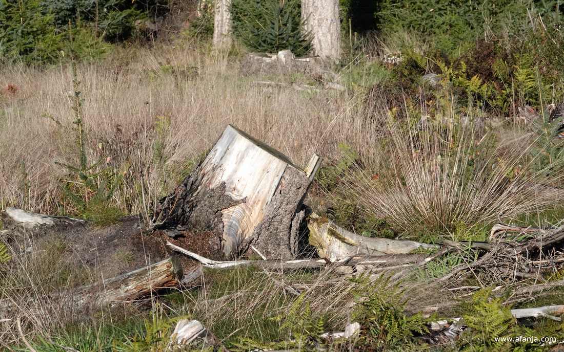 de bodem voor het bos ligt het bezaaid met takken en grote boomstronken