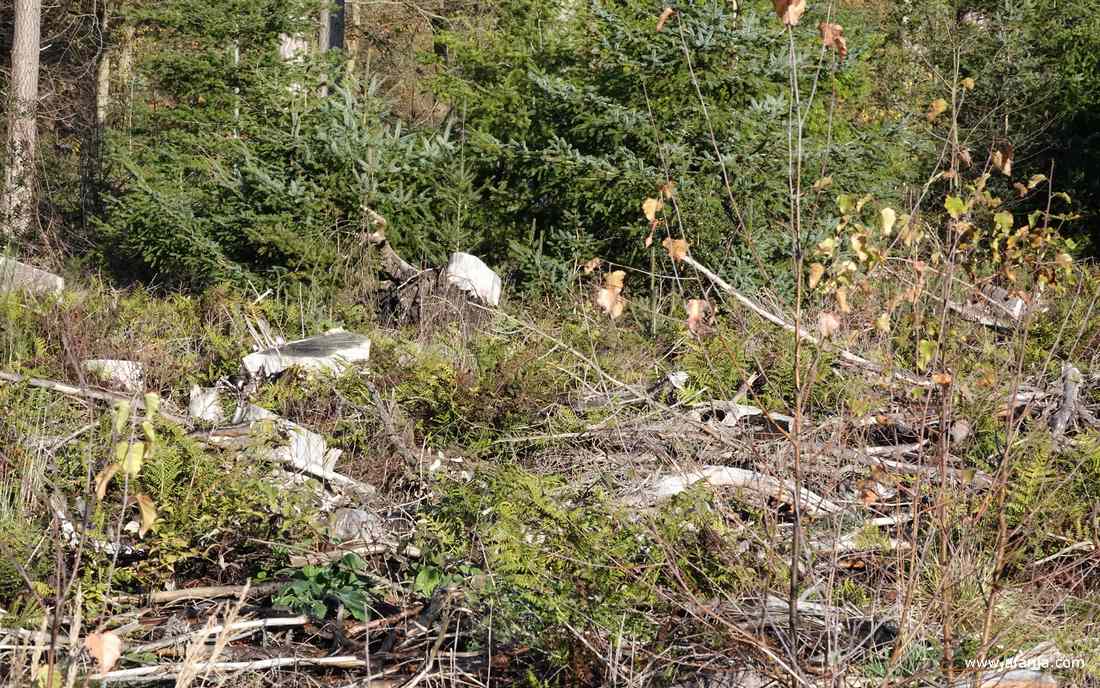 de bodem voor het bos ligt het bezaaid met takken en grote boomstronken