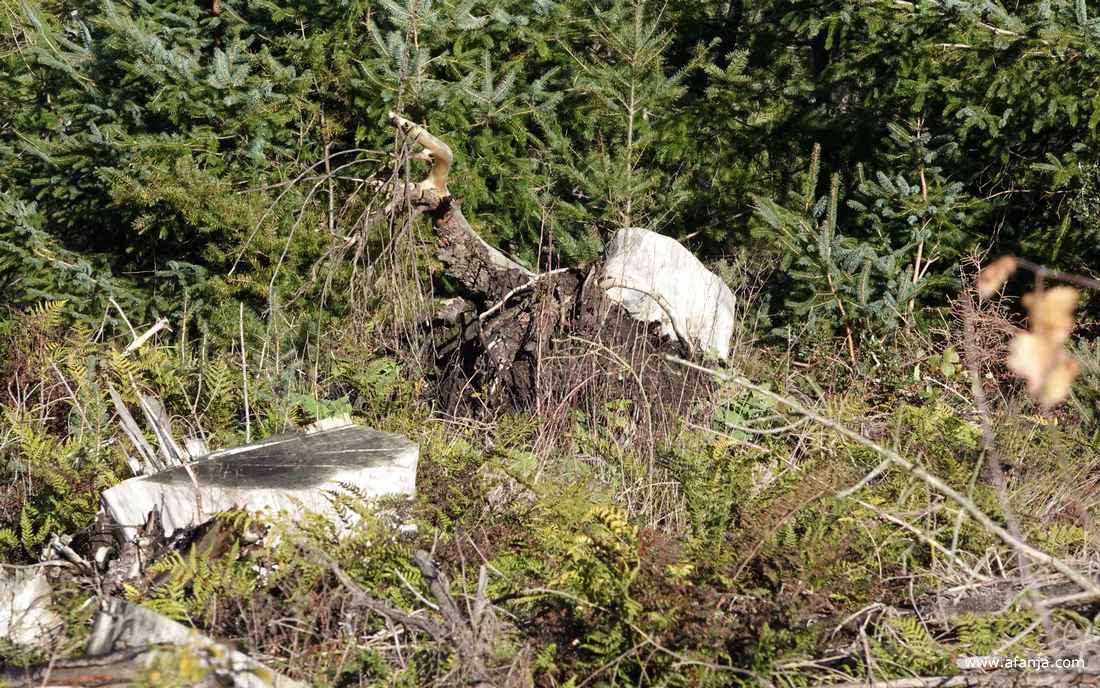 de bodem voor het bos ligt het bezaaid met takken en grote boomstronken