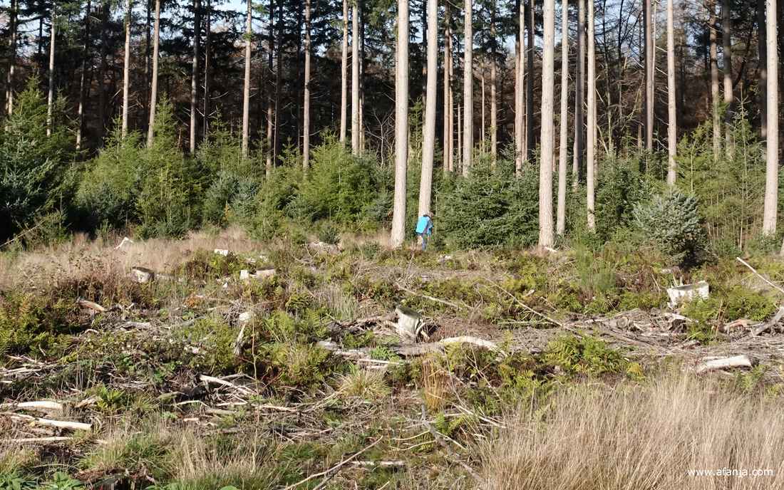 fotomaatje Jetske verdwijnt in het bos