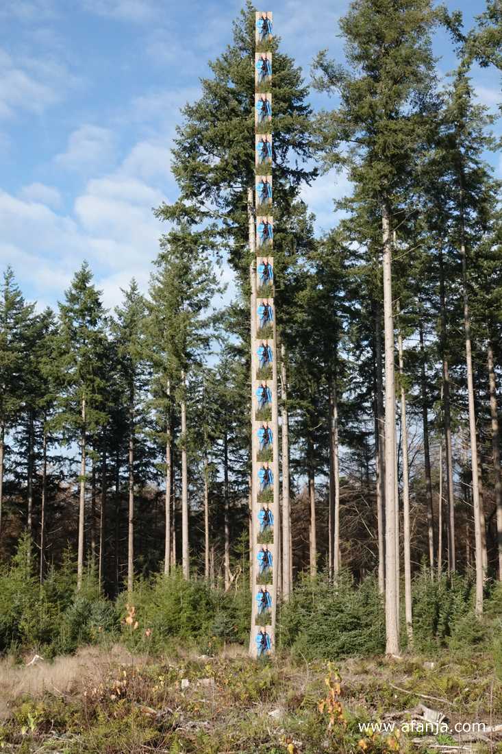 deze boom is 16 Jetske's hoog