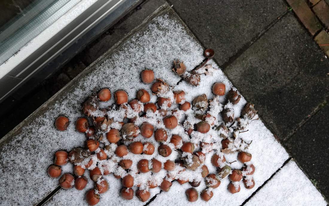 een laagje sneeuw op een terrastafel met een aantal hazelnoten