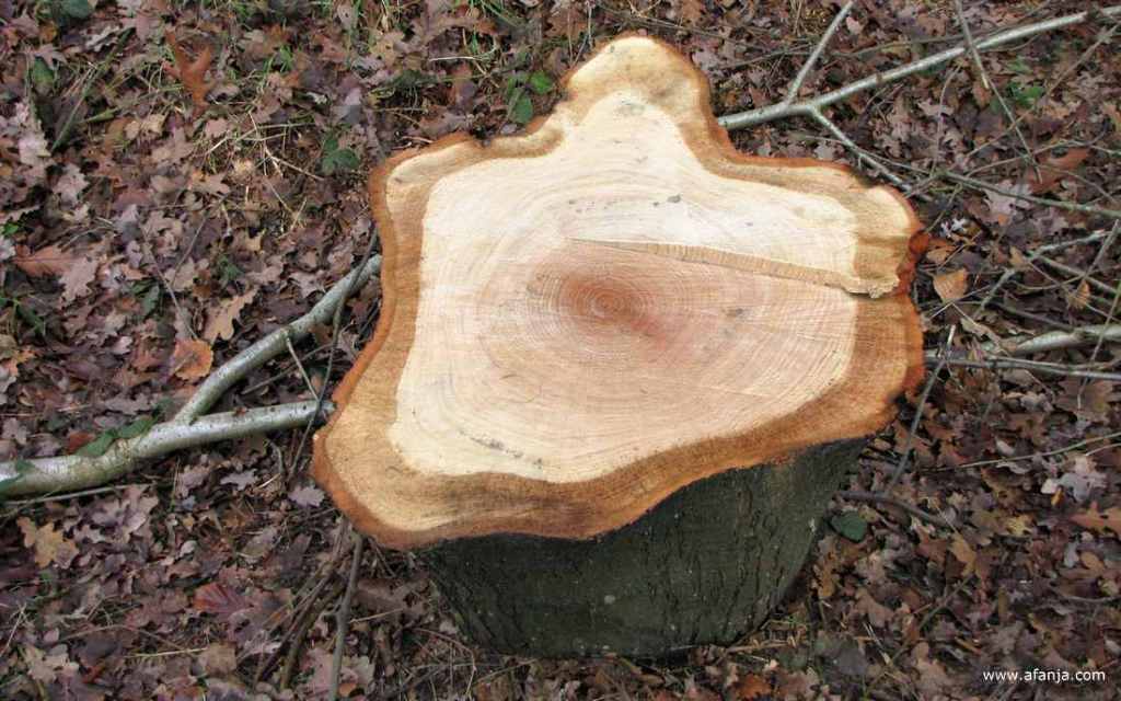 een stuk boomstam in het bos