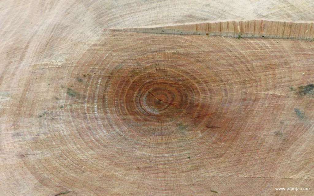 de jaarringen in een boomstam