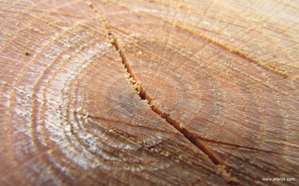 close-up van iets van hout