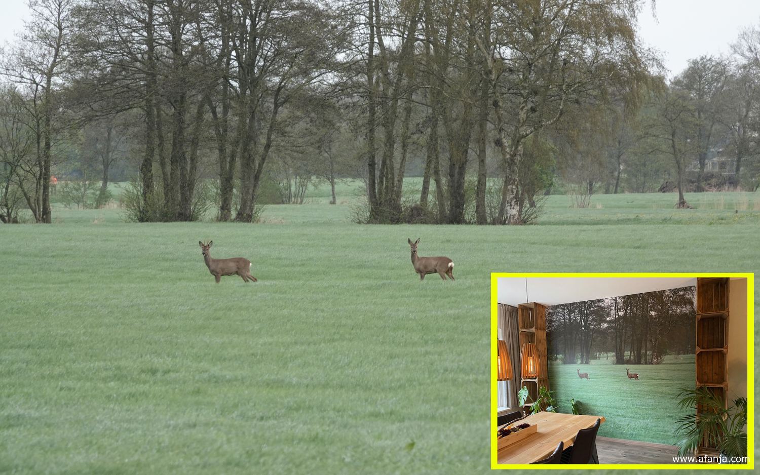 een foto van 2 reeën in een weiland leidde tot fotobehang op een wand (zie inzet)