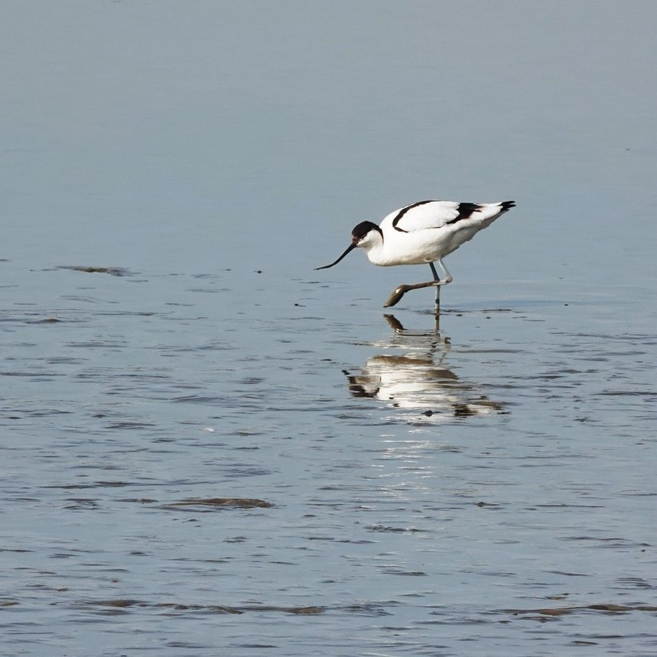 een kluut is aan het foerageren bij de Vogelkijkhut Skrok - maart 2025